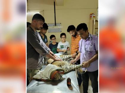 A sick leopard that entered Hindi University was rescued within 15 hours | हिंदी विद्यापीठात शिरलेला आजारी बिबट्या सव्वादोन तासांत रेस्क्यू