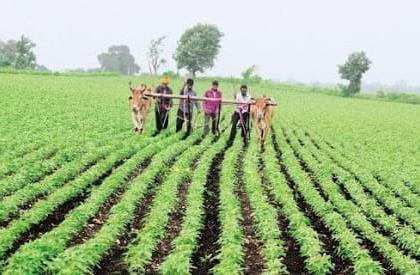 Kharif crops are satisfactory for growth! | खरीप हंगामातील पिकांची वाढ समाधानकारक!