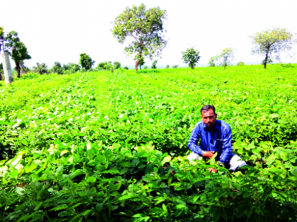 Crop recovery was found again due to rain! | पावसाअभावी पिके सापडली पुन्हा संकटात!