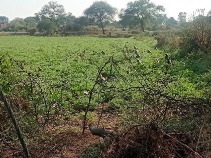 Wildlife ruined the gram crop; Farmers worried! | हरभरा पिकात वन्यप्राण्यांचा हैदोस; शेतकरी चिंतातूर !