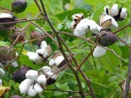 Cotton production will decline! | कापसाचे उत्पादन घटणार!