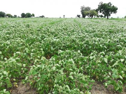 Rainfall stop from 10 days: crops in danger; Farmer worries | दहा दिवसांपासून पावसाची दडी : पिके धोक्यात; शेतकरी चिंतेत