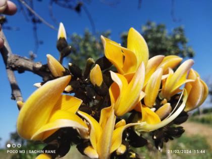 A burst of colors before Holi Bloom with rare yellow flowers with intense orange | होळीपूर्वीच रंगांची उधळण; गर्द केशरीसह दुर्मिळ पिवळ्या फुलांनी बहरला पळस!