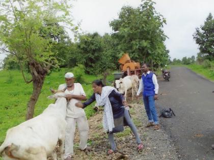 Free vaccination campaign for animals in rural areas of Malegaon taluka | मालेगाव तालुक्यातील ग्रामीण भागात जनावरांना मोफत लसीकरण मोहीम