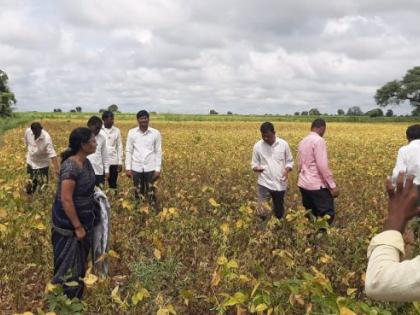 Inspection of soyabean crop in Washim district | धुक्यामुळे पिवळ्या पडलेल्या सोयाबीन पिकाची पाहणी