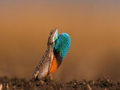  Sighting of a rare lizard in Madhya Maharashtra, caught on camera by a wildlife lover in Amravati | ‘रंगीला सरडा’ पडला प्रेमात....!, ‘फॅन थ्रोटेड लीझर्ड’ या नव्या प्रजातीची नोंद