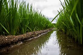 Distribution of water licenses for rabi season crops! |  रब्बी हंगामातील पिकांसाठी पाणी परवान्यांचे वितरण!