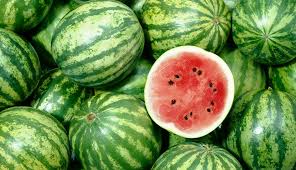 watermelon-melon of akola in gulf country! | अकोल्याचे टरबूज-खरबूजही जाणार आखाती देशात!