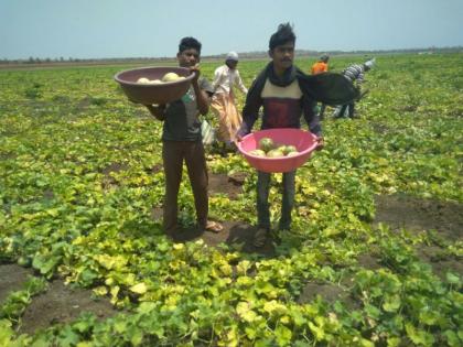 Use of watermelon farming in the desert area, sale on the river bank: this year's decline due to fungal disease. | अडाण पात्रात टरबुज शेतीचा प्रयोग, नदीकाठावरच विक्री: बुरशी रोगामुळे यंदा उत्पादनात घट