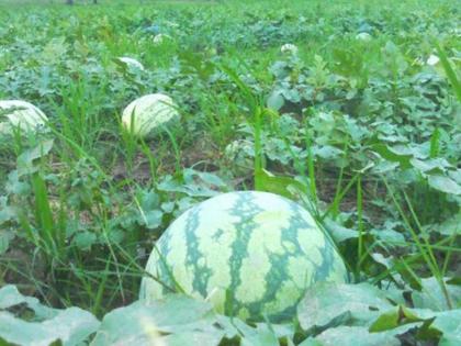 reached 55 years of age but without losing courage 4 thousand sq cultivation of watermelon | वयाची ५५ वर्षे गाठली, पण हिंमत न हरता ४ हजार चौ. मी.मध्ये कलिंगड लागवड