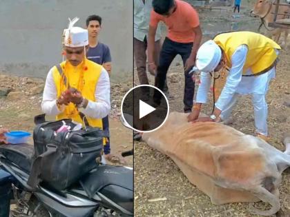 viral video of a veterinarian groom on the day of her wedding he came for treat sick cow video goes viral on social media  | वसा पशुसेवेचा! डोईवर मुंडावल्या, हातात स्टेटस्कोप घेत नवरदेव पोहचला पशुसेवेसाठी, पाहा VIDEO 