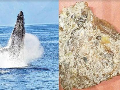 Establishment of study group for scientific information on whale vomiting | व्हेलच्या उलटीसंदर्भात शास्त्रोक्त माहितीसाठी अभ्यास गटाची स्थापना