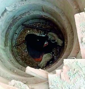 Two bulls fell into the well, one died | झुंज देत दोन सांड पडले विहिरीत, एकाचा मृत्यू