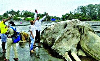 50 ft dead whale fish on the shore of Mahim | माहीमच्या किनाऱ्यावर ५० फुटी मृत व्हेल मासा