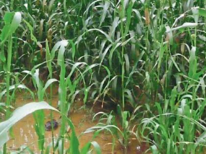 Agriculture rate 47 paise; Wet Drought in Akola district | पैसेवारी ४७ पैसे; अकोला जिल्ह्यात ओल्या दुष्काळाचे सावट