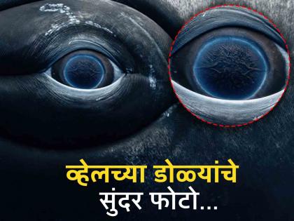 Photographer captures close up shot of a female humpback whale eye photo goes viral | एका दुसऱ्याच विश्वाचं दर्शन घडवतात व्हेलच्या डोळ्याचे हे फोटो, बघाल तर बघतच रहाल!