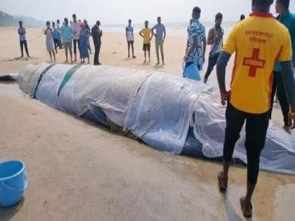 The baby whale was finally released into the sea, but...; Attempts made by hundreds of hands on Ganpatipule beach failed | व्हेल माशाचे पिल्लू अखेर समुद्रात सोडले, पण...; शेकडो हातांनी केले शर्थीचे प्रयत्न