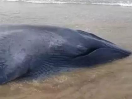 baby whale beaches in ganapatipule efforts to save | गणपतीपुळेत व्हेल माशाचे पिल्लू किनाऱ्यावर, वाचवण्यासाठी प्रयत्न