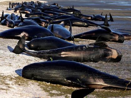 Australian cost became a 'graveyard' for whales, hundreds of whales died here | व्हेल मशांसाठी 'स्मशान' बनली ही जागा, इथे येऊन शेकडो माशांनी सोडला जीव