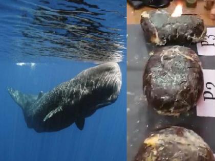 Tamilnadu News: Major action by DRI Department; Whale ambergris worth 32 crore seized from Tamil Nadu | डीआरआय विभागाची मोठी कारवाई; तमिळनाडुतून 32 कोटी किमतीची व्हेल उलटी जप्त, चार ताब्यात