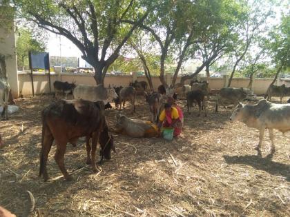 Hingoli city police station became Ghancha; Only oral assurance given to many people to handle | हिंगोली शहर पोलीस ठाणे बनले गोशाला; अनेकांनी सांभाळ करण्याचे दिले केवळ तोंडी आश्वासन