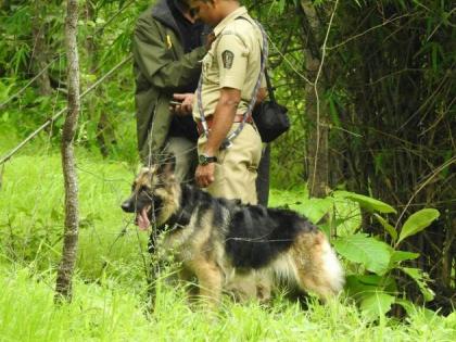 'Goldie' is now with Jenny; Two dogs for the protection of tigers in Melghat | ‘जेनी’च्या सोबतीला आता ‘गोल्डी’ही; मेळघाटात वाघांच्या संरक्षणार्थ दोन श्वान