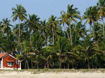 GOAN COCONUT GROWERS WORRIED DUE TO WHITEFLY INFECTION TO THE PLANTS | गोव्यातील नारळाचे उत्पादन संकटात, आंबा व फणसांच्या झाडांनाही धोका