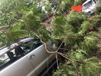 Citizens beware! Do not stand under the trees | Video : नागरिकांनो सावध राहा! झाडांखाली उभे राहू नका 