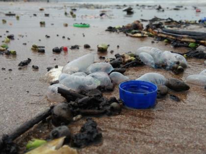 Blue Bottles Jelly Fish came on Juhu beach; Panic spread among the tourists | चौपाटीवर आले ब्ल्यू बॉटल्स जेली फिश;पर्यटकांमध्ये पसरली घबराट