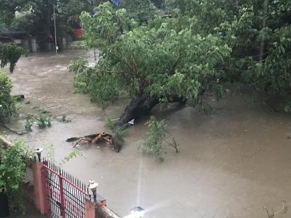 Incidence of falling trees due to heavy rains in Dombivali | डोंबिवलीत मुसळधार पावसामुळे झाडं कोलमडली