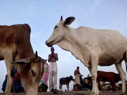 Two lynched in West Bengal over suspicion of cow theft; 13 people arrested | धक्कादायक! गायी चोरल्याचा संशयावरून दोघांची हत्या; १३ जणांना अटक