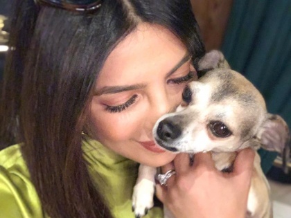 Priyanka Chopra's Doggie diana Also Famous On Social Media,Read The Detail | सोशल मीडियावर या अभिनेत्रीचा डॉगी देखील आहे फेमस,त्याच्या नावाने आहे वेगळं अकॉउंट
