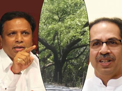 Shiv Sena's try to put Aarey to private developers; Ashish Shelar serious allegation | आरे खासगी विकासकांच्या घशात घालण्याचा शिवसेनेचा डाव; आशिष शेलार यांचा गंभीर आरोप 