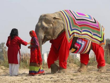 know an elephant wear sweater it looks very cute | बाबो! इथे चक्क हत्तीच स्वेटर आणि पायजमा घालून तयार झालाय... तुम्ही पाहिला का असा हत्ती? 