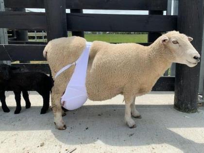 sheep wear bra for protection from diseaes | म्हणून मेंढीला घातली अंतर्वस्त्र...