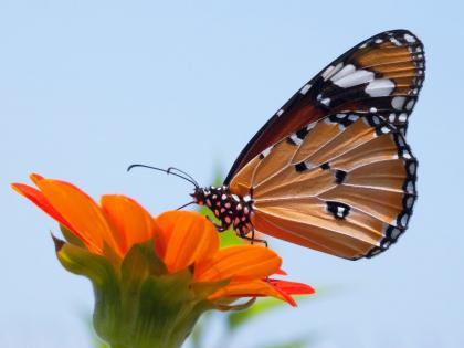तितली पार्कचे मनमोहक सौंदर्य बघाल तर प्रेमात पडाल, नक्की द्या भेट! तितली पार्कचे मनमोहक सौंदर्य बघाल तर प्रेमात पडाल, नक्की द्या भेट!