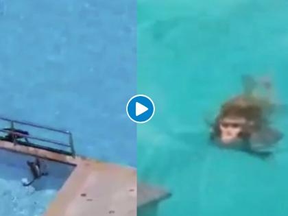 lockdown monkeys swimming in a pool video goes viral myb | लॉकडाऊनमध्ये तुम्हालाही  हेवा वाटेल अशी मजा करतायत 'ही' माकडं, पहा व्हायरल व्हिडीओ