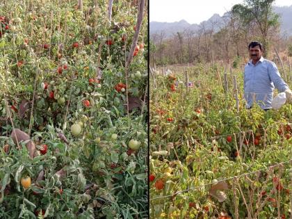 Coronavirus farmers struggle harvest sell crops during covid 19 in wada SSS | Coronavirus : कोरोनाचा शेतकऱ्यांना फटका, टोमॅटोला कवडीमोलाचा भाव