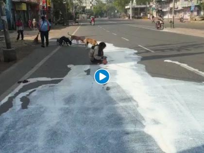 lockdwon man collect milk which fall on road from can dogs are licking that milk myb | पोट भरण्यासाठी अशीही धडपड; लॉकडाऊनमुळे आली रस्त्यावर सांडलेलं दूध प्यायची वेळ