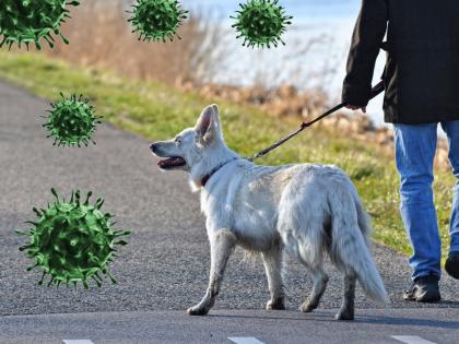 CoronaVirus : corona virus pandemic dog detect virus by smelling in britain myb | CoronaVirus : कोरोनाच्या महामारीला रोखण्यासाठी कुत्रे मदत करणार, जाणून घ्या कसे