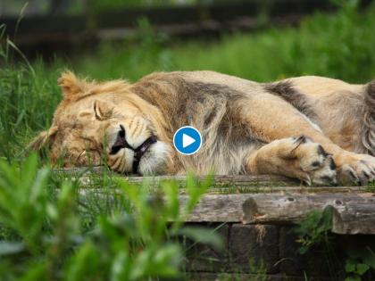 lion taking deep sleep and snores louder than roar video viral myb | बापरे! गर्जनेपेक्षाही भयंकर असतं सिंहाचं घोरणं, पहा व्हायरल व्हिडीओ