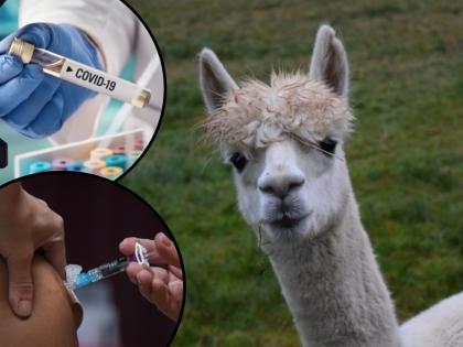 Coronavirus Vaccine : Scientists reveal llama blood contains useful antibodies