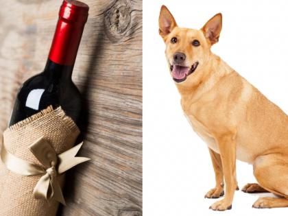 Corona virus outbreak dog doing home delivery of wine during lockdown in usa myb | CoronaVirus : खरं सांगताय की मस्करी? लॉकडाऊनमध्ये कुत्रे दारू पोहोवतायत घरोघरी...