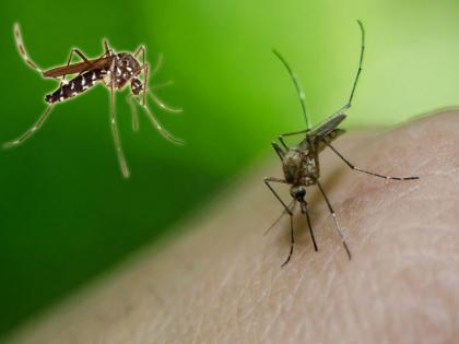 Dengue warning symptoms in summers myb | कोरोनाच नाही तर डेंग्यूपासूनही करायला हवा बचाव, महागात पडू शकतात 'ही' लक्षणं