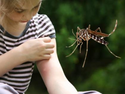 How to get relief from itching caused by mosquito bites myb | रोजच्या डासांनी हैराण असाल, तर 'या' उपायांनी त्वचेचं होणारं नुकसान टाळा