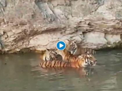 Video: Tiger family taking bath with special background music watch video myb | Video : लॉकडाऊनमध्ये माणसं घरात अन् वाघ आपल्या कुटुंबासह थेट तलावात