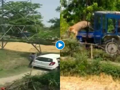 Tiger attacked the farmers sitting on the tractor, watch the viral video myb | ट्रॅक्टरवर बसलेल्या शेतकऱ्यांवर वाघाने केला हल्ला, पहा व्हायरल व्हिडीओ