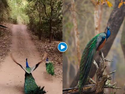 Video : Peacock takes off the ranthambore national park video goes viral myb | Video : मोराला उडताना पाहून कोरोनाचा सगळा ताण विसरून जाल, पाहा नयनरम्य दृश्य