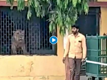 Somnath una village lion entered a primary school building viral video myb | शिकाराच्या शोधात असलेला सिंह थेट शाळेतच शिरला; मग झालं असं काही, पाहा व्हिडीओ