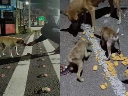 Guy who travels 20 kms every night to feed stray dogs in kerala during lockdown myb | मुकी जनावरं उपाशी राहू नयेत; म्हणून 'हा' रोज करतोय २० किलोमीटर प्रवास